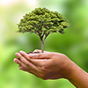Tree held in palm of hands